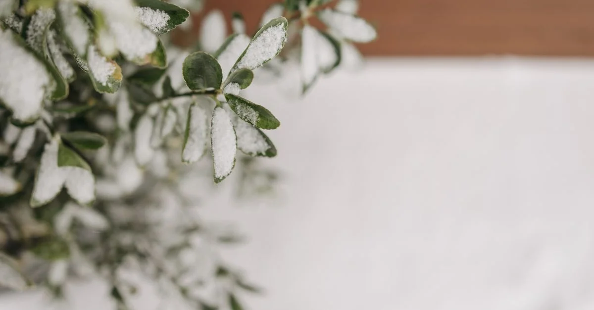 Gros plan de feuilles vertes saupoudrées de neige fraîche, capturant l'essence de l'hiver.