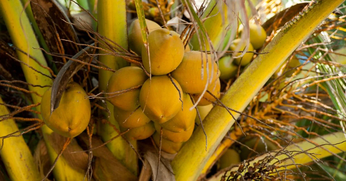Gros plan de noix de coco poussant sur un palmier à Unawatuna, Sri Lanka, mettant en valeur la nature tropicale.